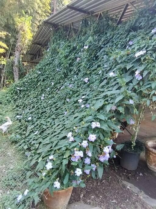 Sitio Paraiso Verde Juquitiba Kültér fotó