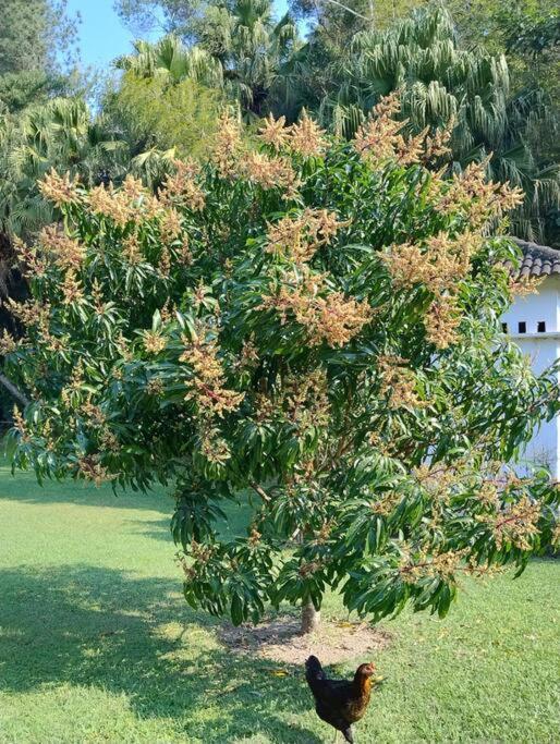 Sitio Paraiso Verde Juquitiba Kültér fotó