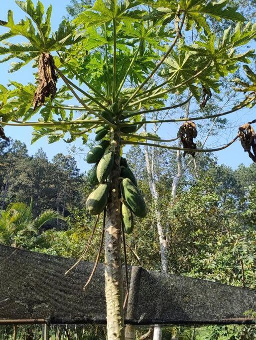 Sitio Paraiso Verde Juquitiba Kültér fotó